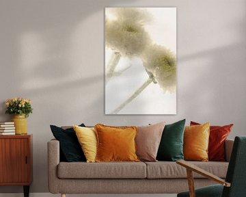 Chrysanthème blanc en glace 3