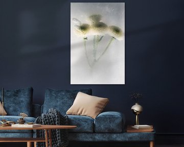 Chrysanthème blanc en glace 2