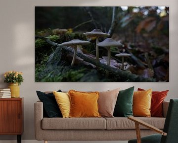 Pilze auf Baumstumpf von Joep Rumpf