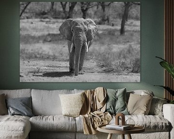 Afrikanischer Elefant in Schwarz und Weiß von Sylvia Photography