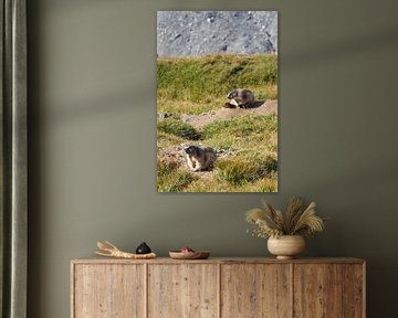 Großglockner, Edelweiß und Murmeltiere – pure Alpenidylle in Österreich. Jetzt das beeindruckende Alpenfoto als Leinwand oder Wandbild kaufen und Natur zuhause genießen.