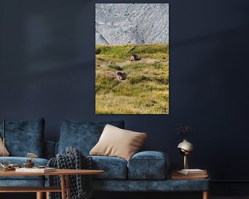 Großglockner, Edelweiß und Murmeltiere – pure Alpenidylle in Österreich. Jetzt das beeindruckende Alpenfoto als Leinwand oder Wandbild kaufen und Natur zuhause genießen.