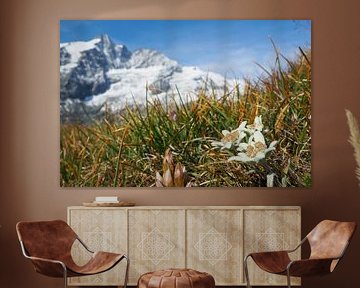 Großglockner, edelweiss and marmots - pure Alpine idyll in Austria. Buy the impressive Alpine photo as a canvas or wall mural now and enjoy nature at home.
