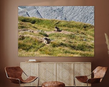 Großglockner, edelweiss and marmots - pure Alpine idyll in Austria. Buy the impressive Alpine photo as a canvas or wall mural now and enjoy nature at home.