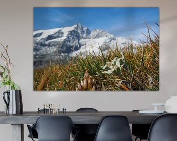 Großglockner, edelweiss and marmots - pure Alpine idyll in Austria. Buy the impressive Alpine photo as a canvas or wall mural now and enjoy nature at home.