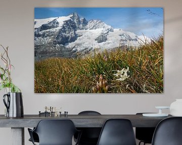 Großglockner, edelweiss and marmots - pure Alpine idyll in Austria. Buy the impressive Alpine photo as a canvas or wall mural now and enjoy nature at home.