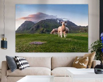Sheep in the light of the midnight sun on the Lofoten Islands, Norway. by Sauerland-Fotos by Robin Deimel