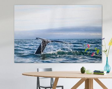 Baleine à bosse