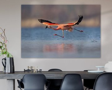 Chilean Flamingo by Aldert Verboom