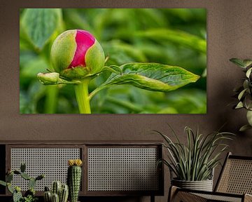 Button red peony by Bram van Broekhoven