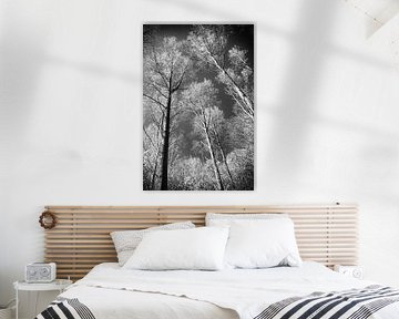 Arbres s'élançant vers le ciel Photographie infrarouge