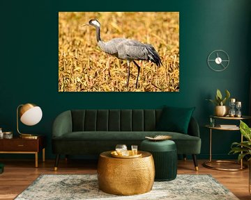 Grues se reposant et se nourrissant dans un champ pendant la migration d'automne. sur Sjoerd van der Wal Photographie