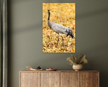 Grues se reposant et se nourrissant dans un champ pendant la migration d'automne. sur Sjoerd van der Wal Photographie