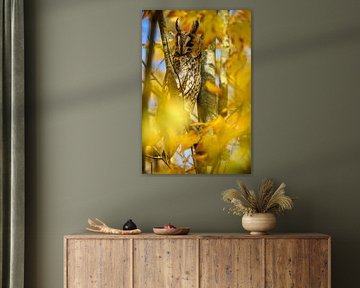Hibou moyen-duc assis dans un arbre en automne sur Sjoerd van der Wal Photographie