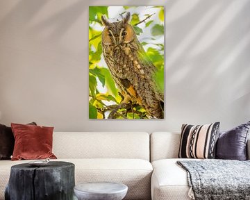 Hibou moyen-duc assis dans un arbre en automne sur Sjoerd van der Wal Photographie