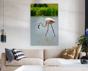 Flamingo in the Camarque in Southern France