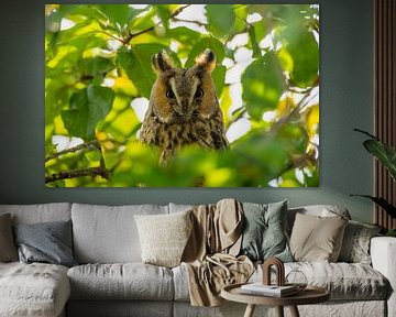 Long-eared owl sitting  in a tree during autumn by Sjoerd van der Wal Photography