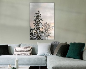 Sapin enneigé à l'heure dorée