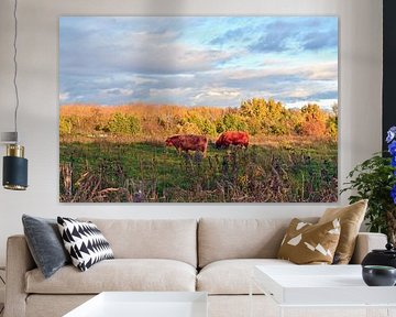 Scottish Highland cattle in the evening autumn light by Silva Wischeropp