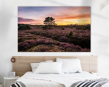 Paysage de bruyère avec pins volants sur le Hondsrug