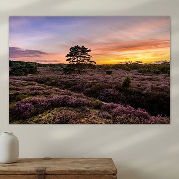 Paysage de bruyère avec pins volants sur le Hondsrug