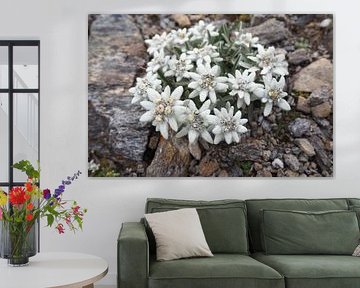 Edelweiss, flora and fauna of the Alps - fascinating nature photography from the mountains.