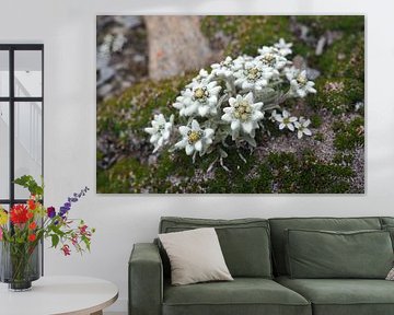 Edelweiss, flora and fauna of the Alps - fascinating nature photography from the mountains.