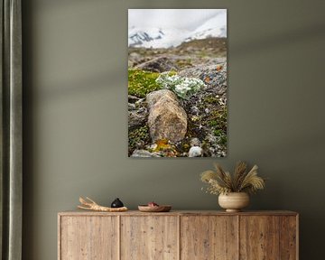 Edelweiss, flora and fauna of the Alps - fascinating nature photography from the mountains.