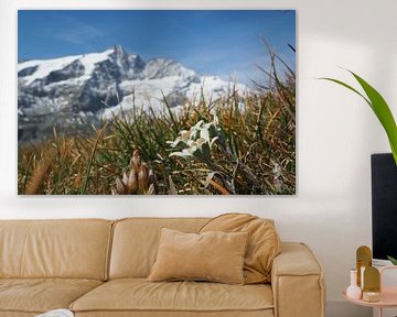 Edelweiss, flora and fauna of the Alps - fascinating nature photography from the Tauern mountains