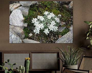 Edelweiss, flora and fauna of the Alps - fascinating nature photography from the mountains.