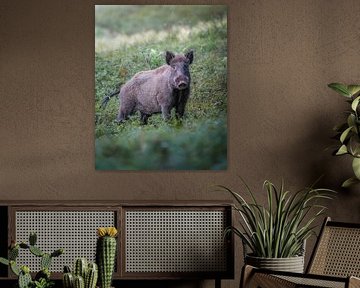 Wild boar on the Veluwe by Tom Zwerver