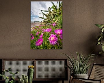 beautiful flowers on the beach of Sardinia by Leo Schindzielorz