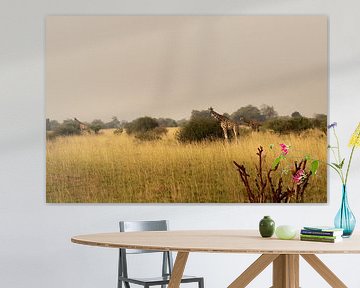 The soul of the savannah - Giraffes between light and silence by Rick Massar