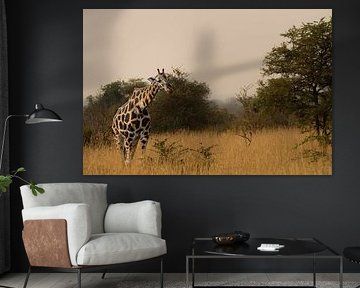 In golden glow - Giraffes in the evening sun by Rick Massar