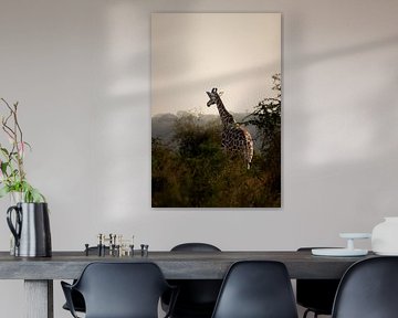 Kidepo's long necks - Majestic and calm by Rick Massar