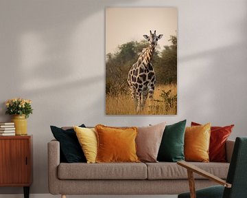 Kidepo's long necks - Majestic and calm by Rick Massar