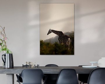 The breath of the wind - Giraffes on the move by Rick Massar