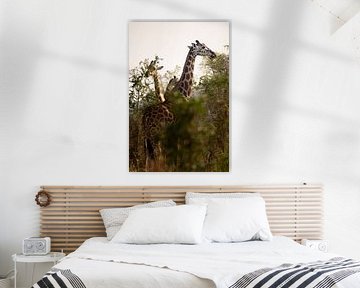 Along the horizon - The silent power of Kidepo's giraffes by Rick Massar