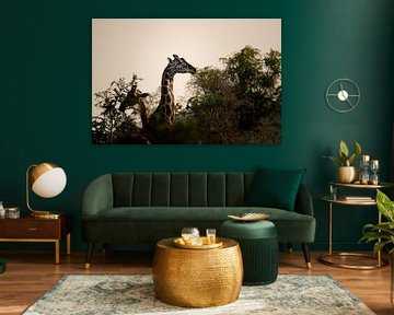 Along the horizon - The silent power of Kidepo's giraffes by Rick Massar