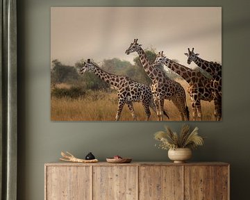 Giraffes of Kidepo - Elegance under the African sun by Rick Massar