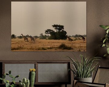 Guardians of the savannah - Giraffes in their element by Rick Massar