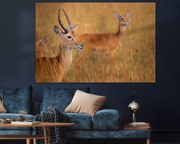 Silence and movement - Ugandan kob in the morning sun by Rick Massar