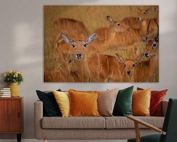 Kidepo's symbol - The kob in its natural richness by Rick Massar