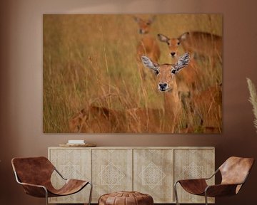 Ugandan kob in Kidepo - Elegance in the golden grass by Rick Massar