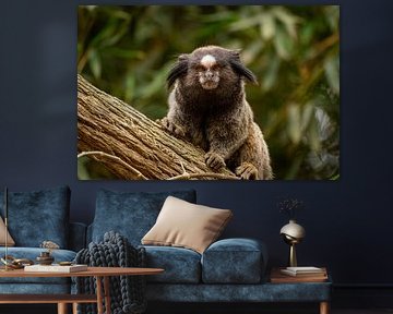 Marmoset monkey in tree by Sonny Vermeer