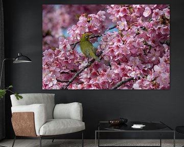 Japanese white-eye bird in blossoming tree on Enoshima island, Japan by Mirjam Dolstra
