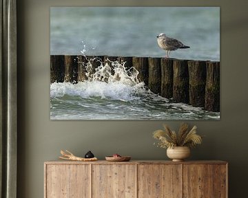 Goéland argenté sur des épis dans la mer Baltique