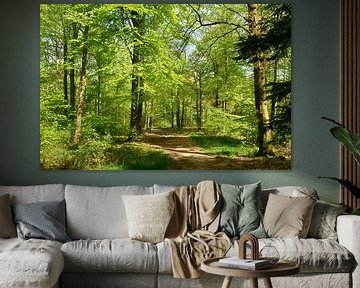 Sunlight on beech trees in the forest. by Corinne Welp