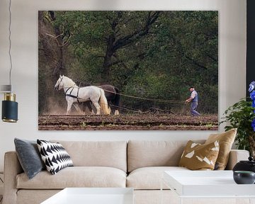 Chevaux de labour Orvelte Drenthe sur Henk Osinga