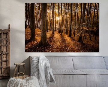 Beech forest in the morning light by Kristian Goretzki